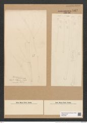 Desmogonium gracile Eul. (de-Toni-Nr.: Genus 71, Species 2704) Zeichnungen Sammlung Grunow Nr. 5542 (NHMW-BOT-W0373997)